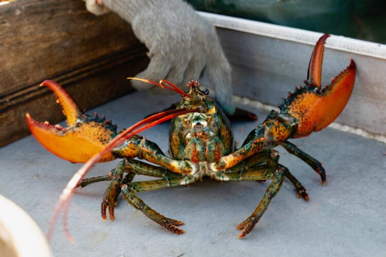U.S. lobster catch drops: Crustaceans migrate to colder Canadian waters
